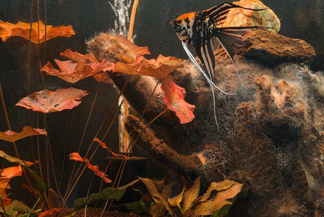 The “Ugly Phase” of a New Tank: What’s Normal and What’s Not