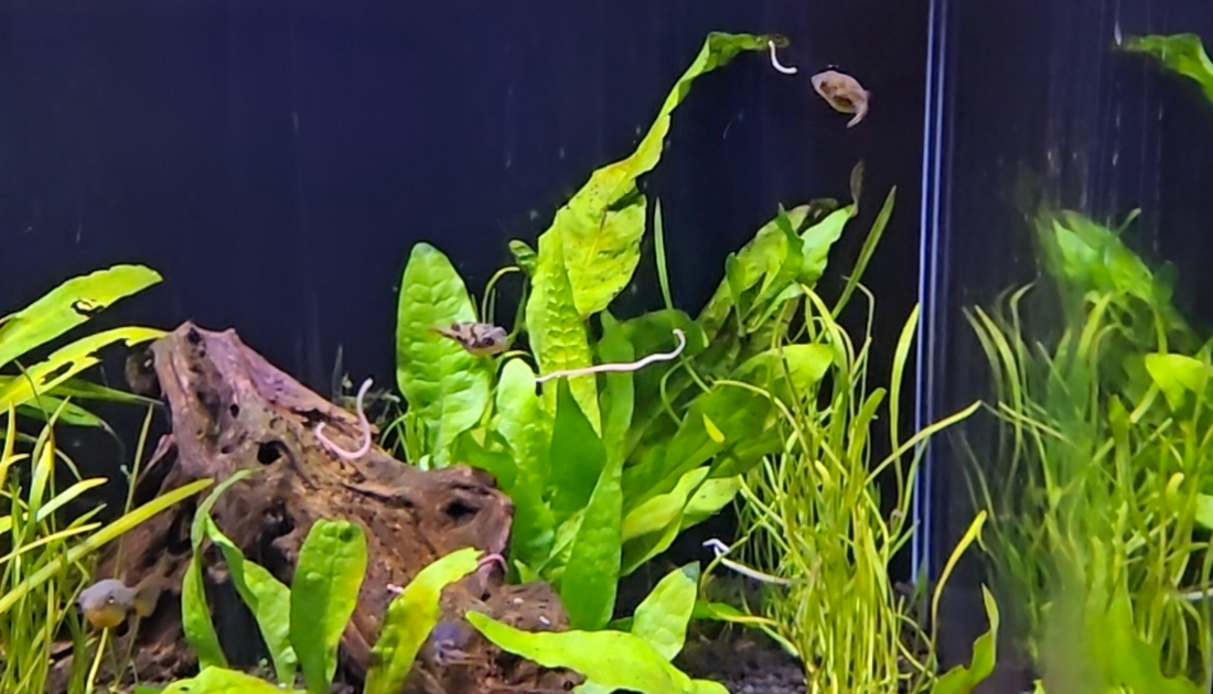 The Best Live Foods for Your Fish: A Fresh, Nutritious Guide from Puffer Pantry