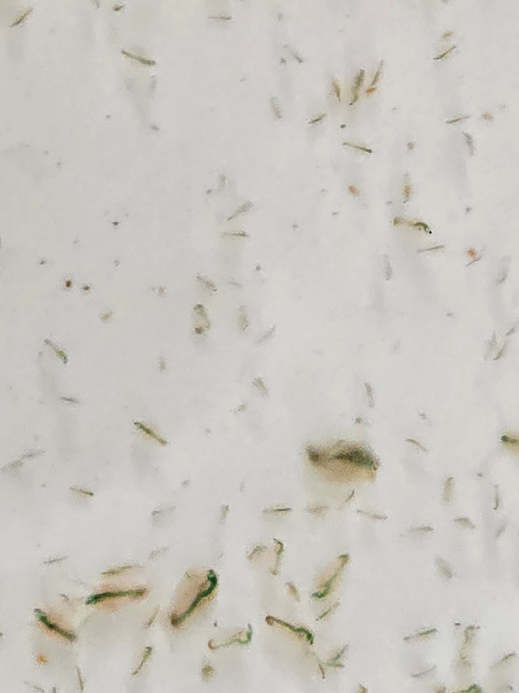 Daphnia – Solar-Farmed Fresh, Active, and Hardy Starter Culture – Fish Food