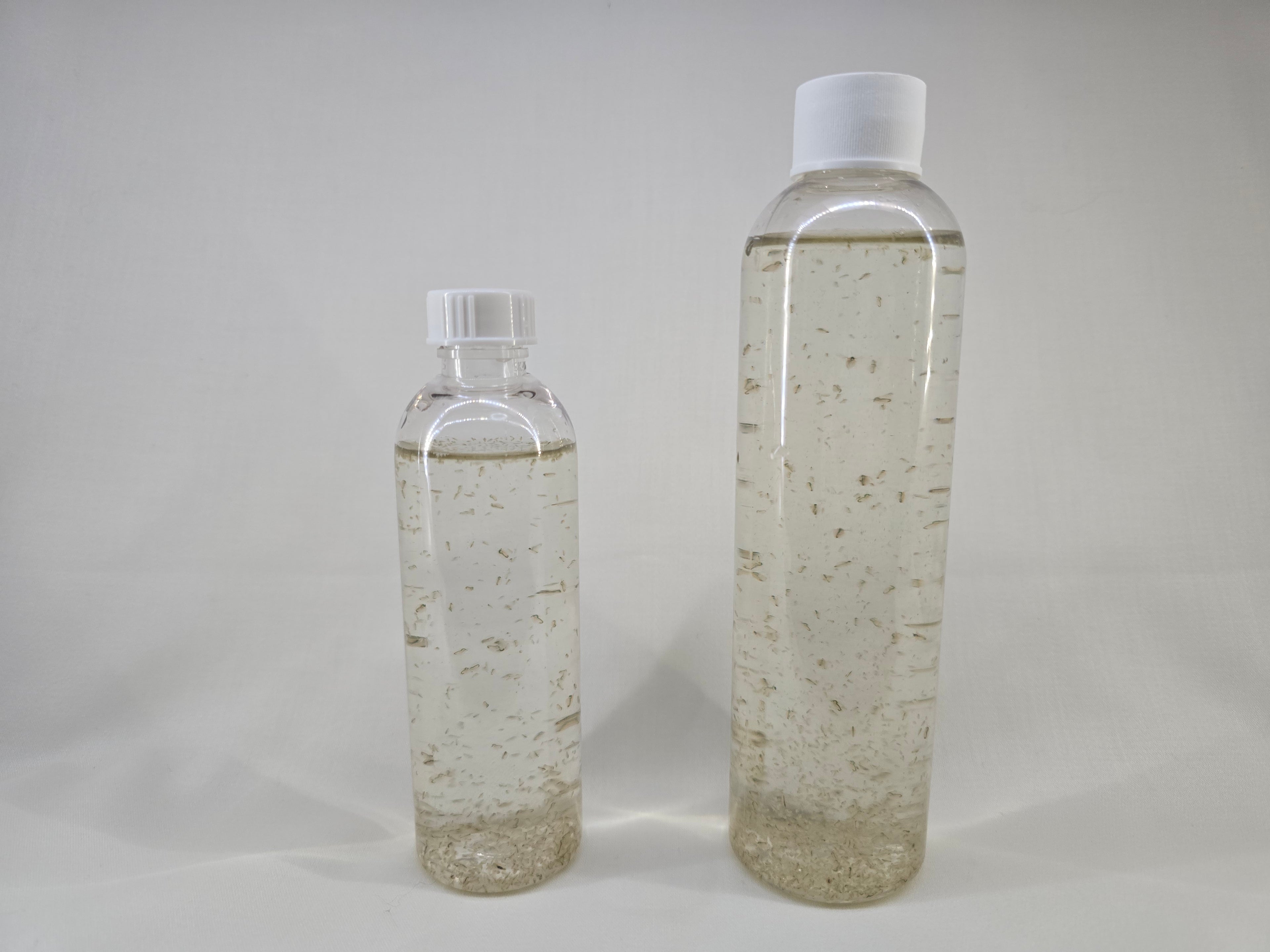 Daphnia – Solar-Farmed Fresh, Active, and Hardy Starter Culture – Fish Food