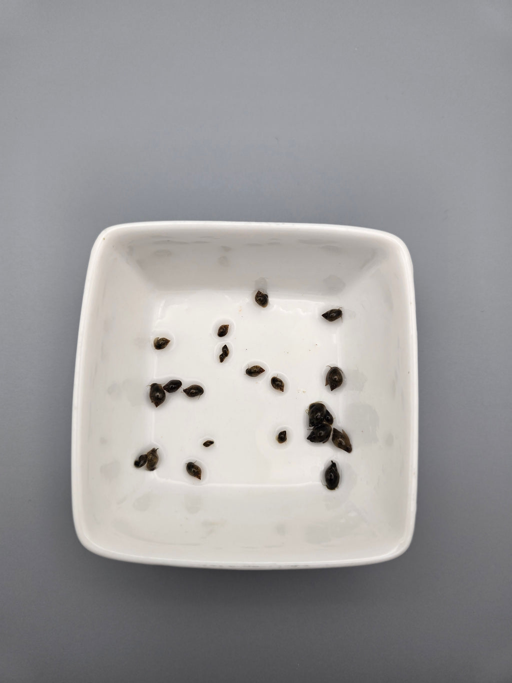 Live Bladder Snails - Pea Puffer Food & Clean Up Crew