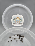 Live Bladder Snails - Pea Puffer Food & Clean Up Crew