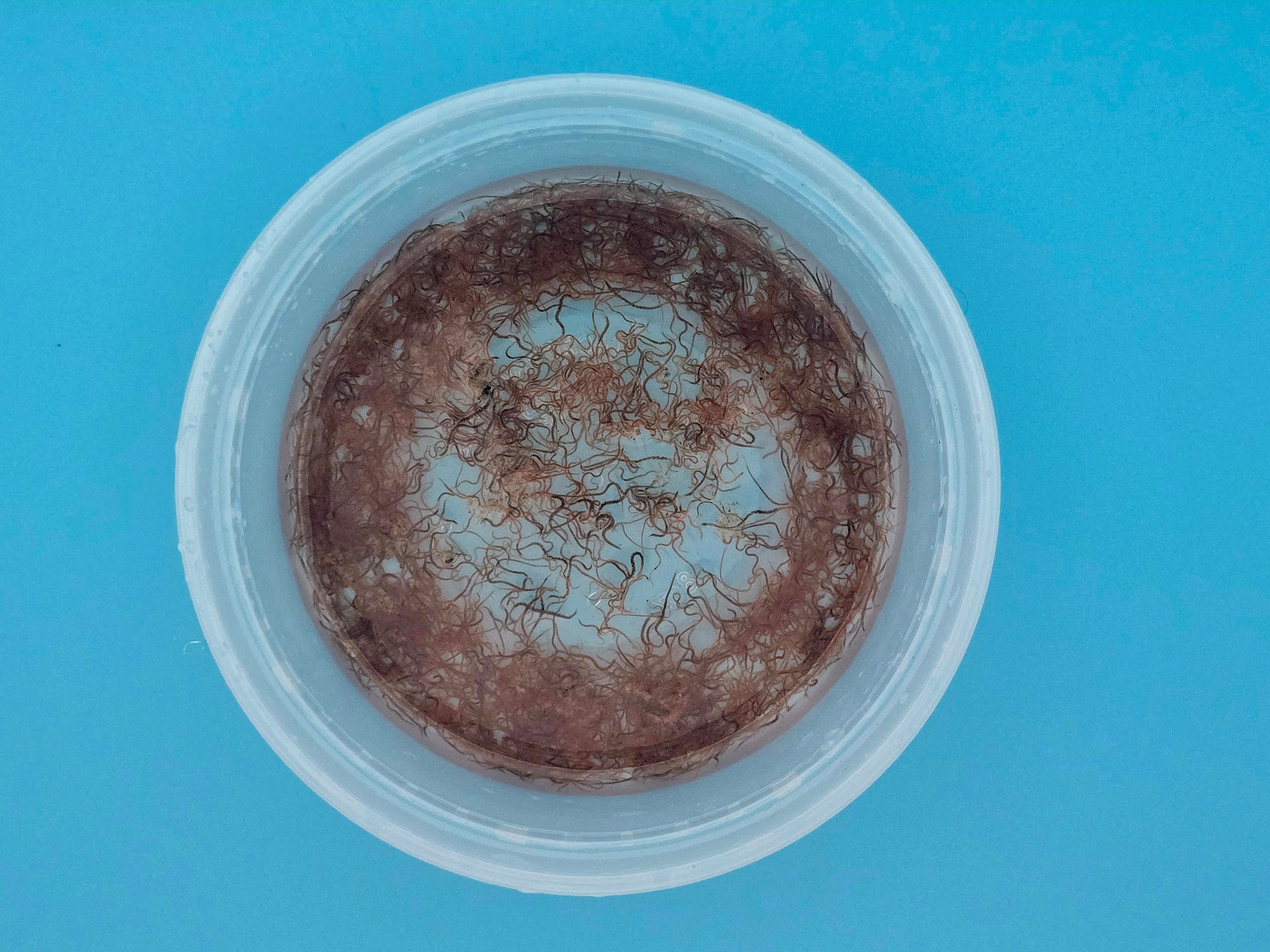 Live Blackworms - Fresh Aquatic Fish Food