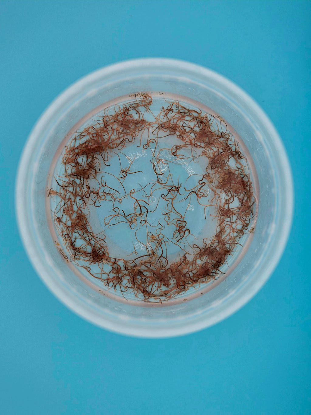 Live Blackworms - Fresh Aquatic Fish Food