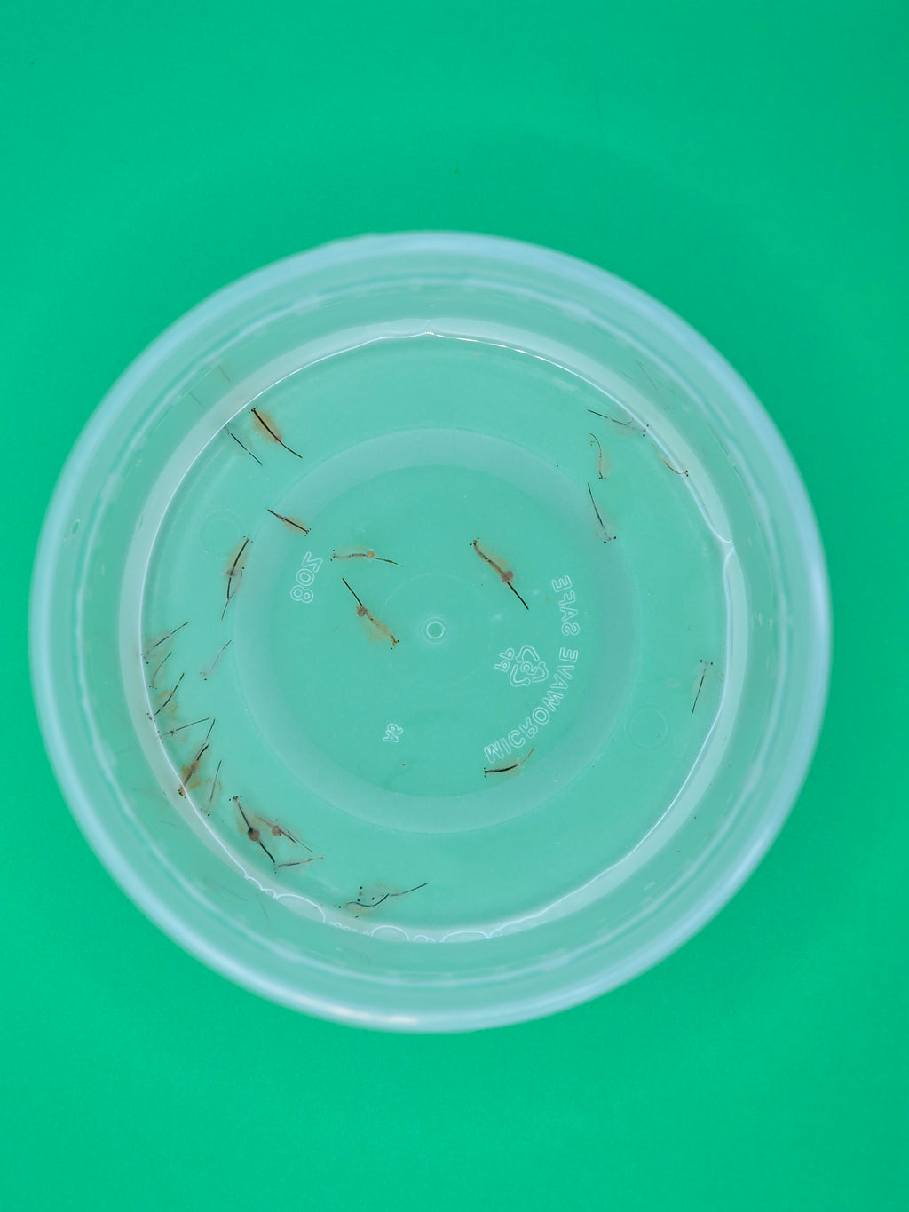 Live Adult Brine Shrimp - Fresh Artemia Fish Food