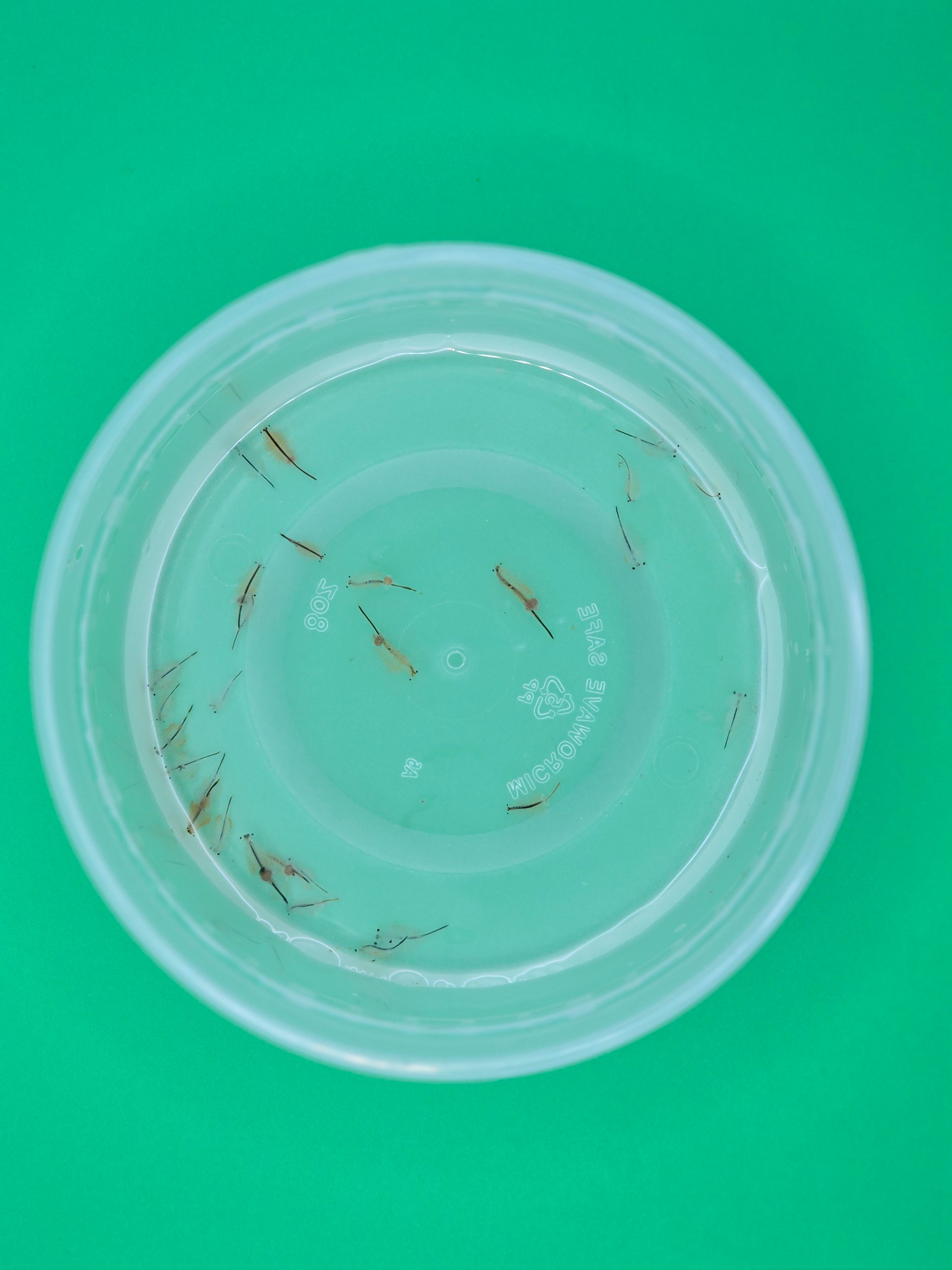 Live Adult Brine Shrimp - Fresh Artemia Fish Food