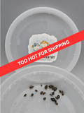 Live Bladder Snails - Pea Puffer Food & Clean Up Crew