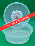 Live Adult Brine Shrimp - Fresh Artemia Fish Food
