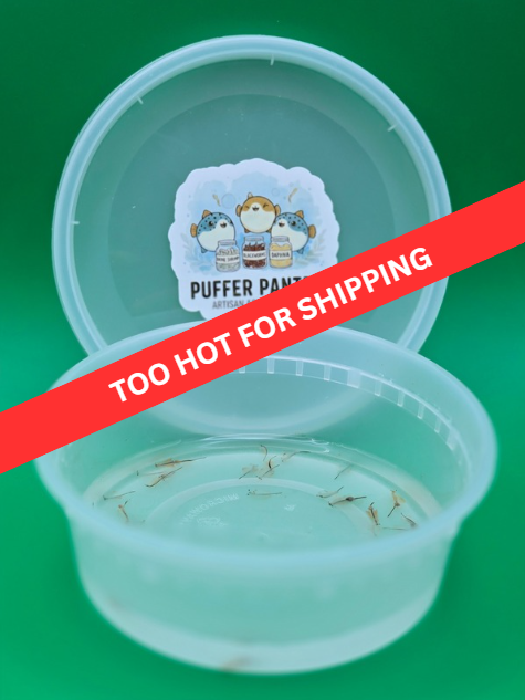 Live Adult Brine Shrimp - Fresh Artemia Fish Food