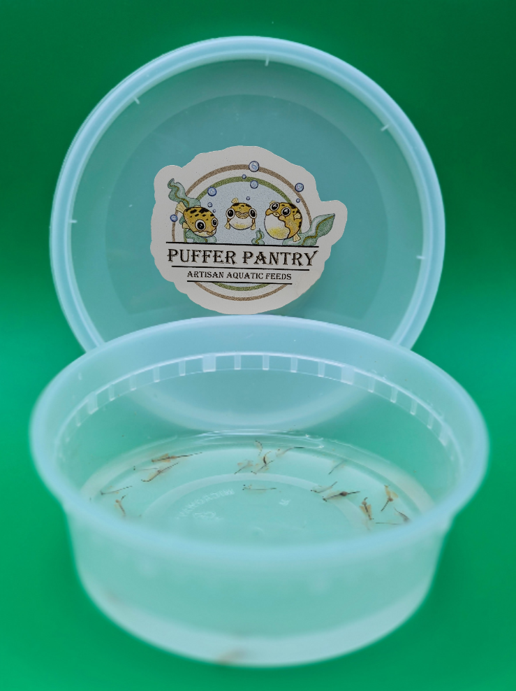Live Adult Brine Shrimp - Fresh Artemia Fish Food
