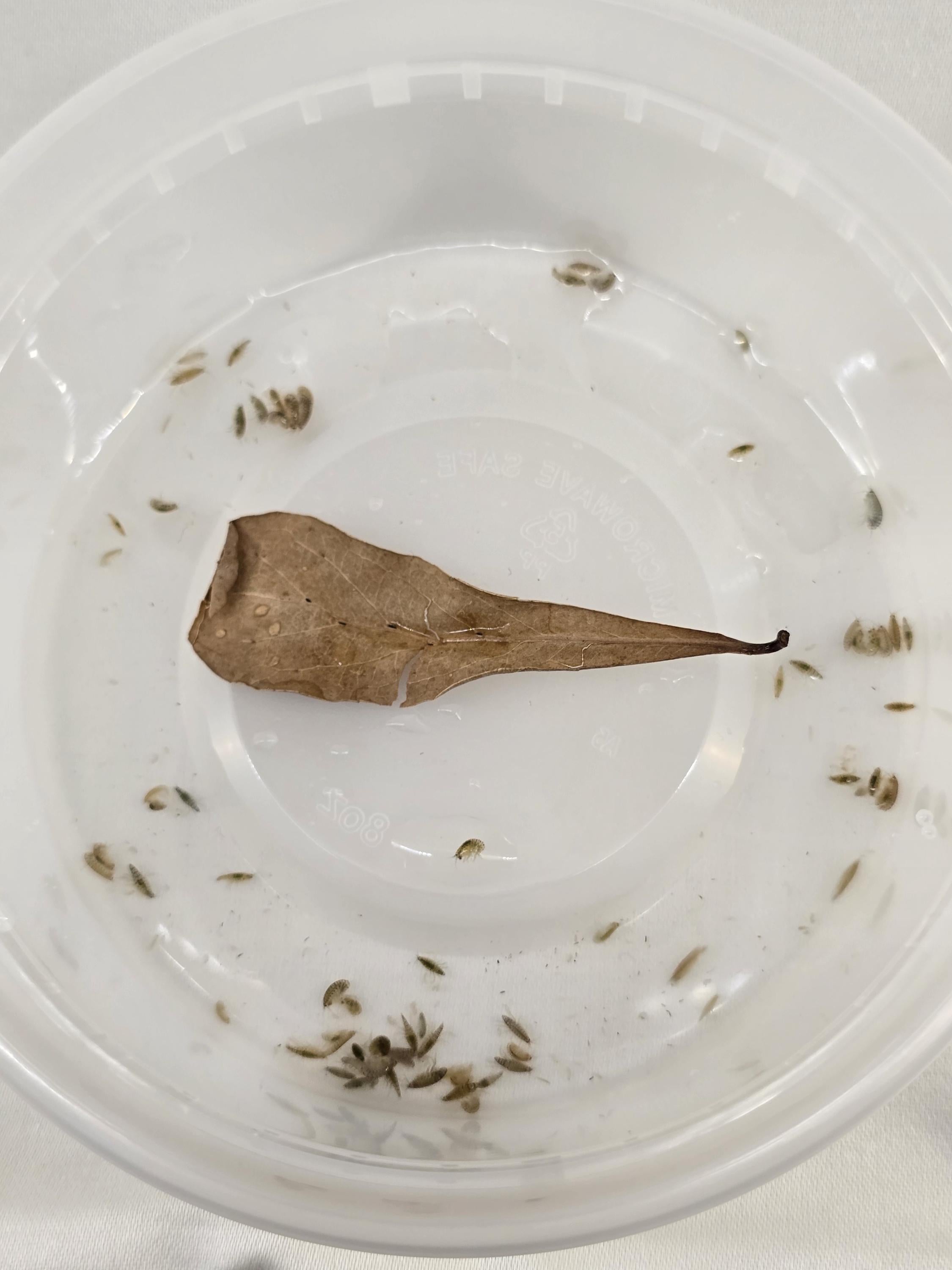 Scuds (Amphipods) – Solar Farmed Fish Food – Aquarium Clean‑Up Crew – Starter Culture