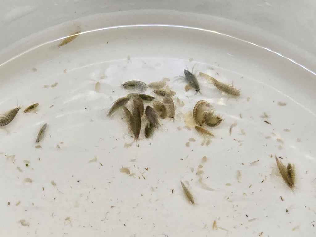 Live Scuds (Gammarus) - Fish Food & Clean Up Crew