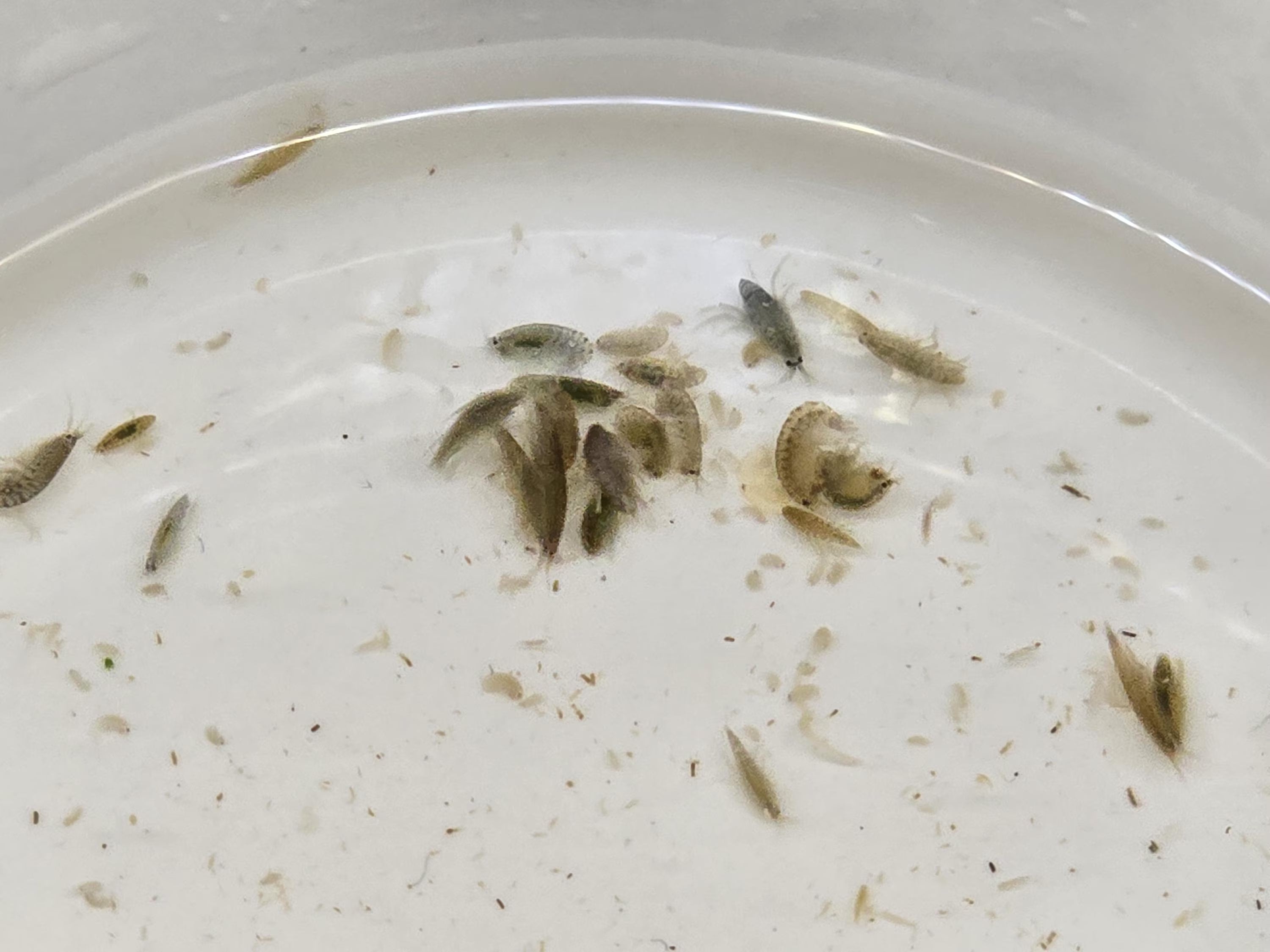 Scuds (Amphipods) – Solar Farmed Fish Food – Aquarium Clean‑Up Crew – Starter Culture