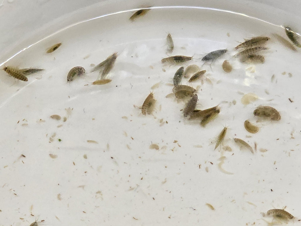Live Scuds (Gammarus) - Fish Food & Clean Up Crew