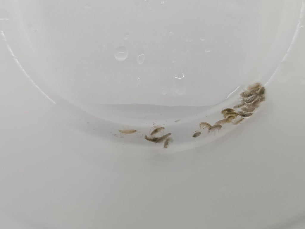 Live Scuds (Gammarus) - Fish Food & Clean Up Crew