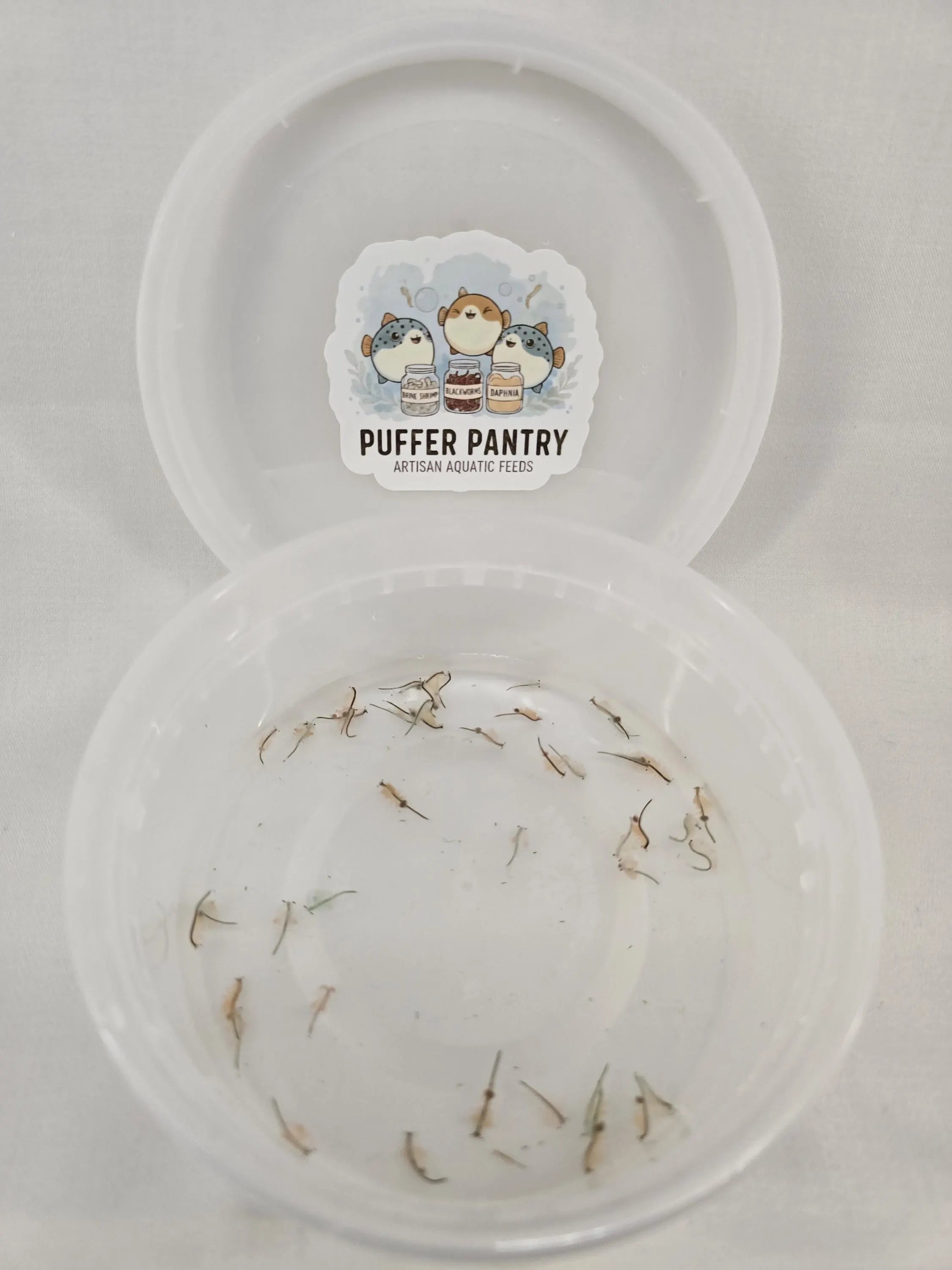 Adult Brine Shrimp Culture – Artemia – Fish Food