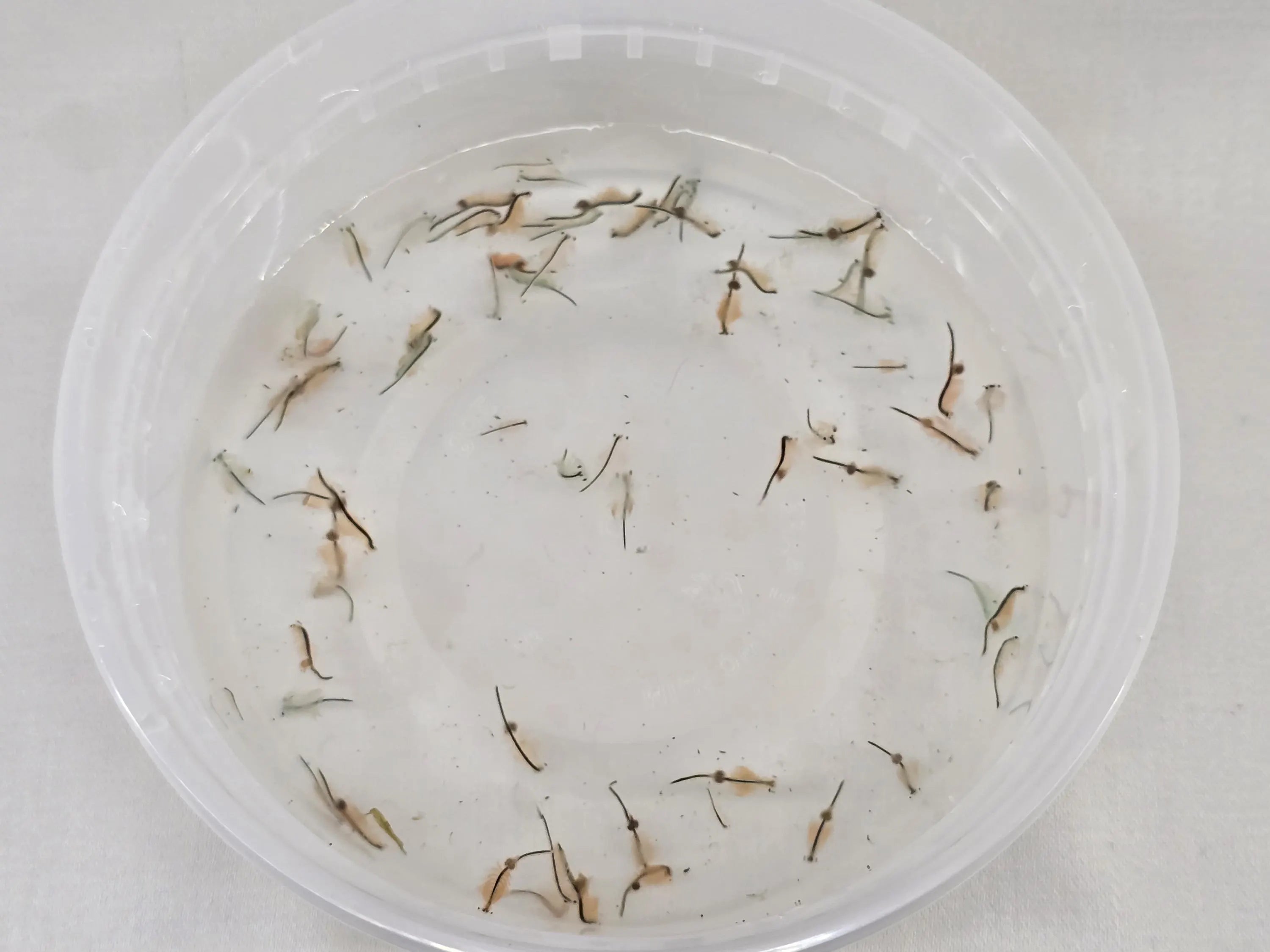 Live Adult Brine Shrimp - Fresh Artemia Fish Food