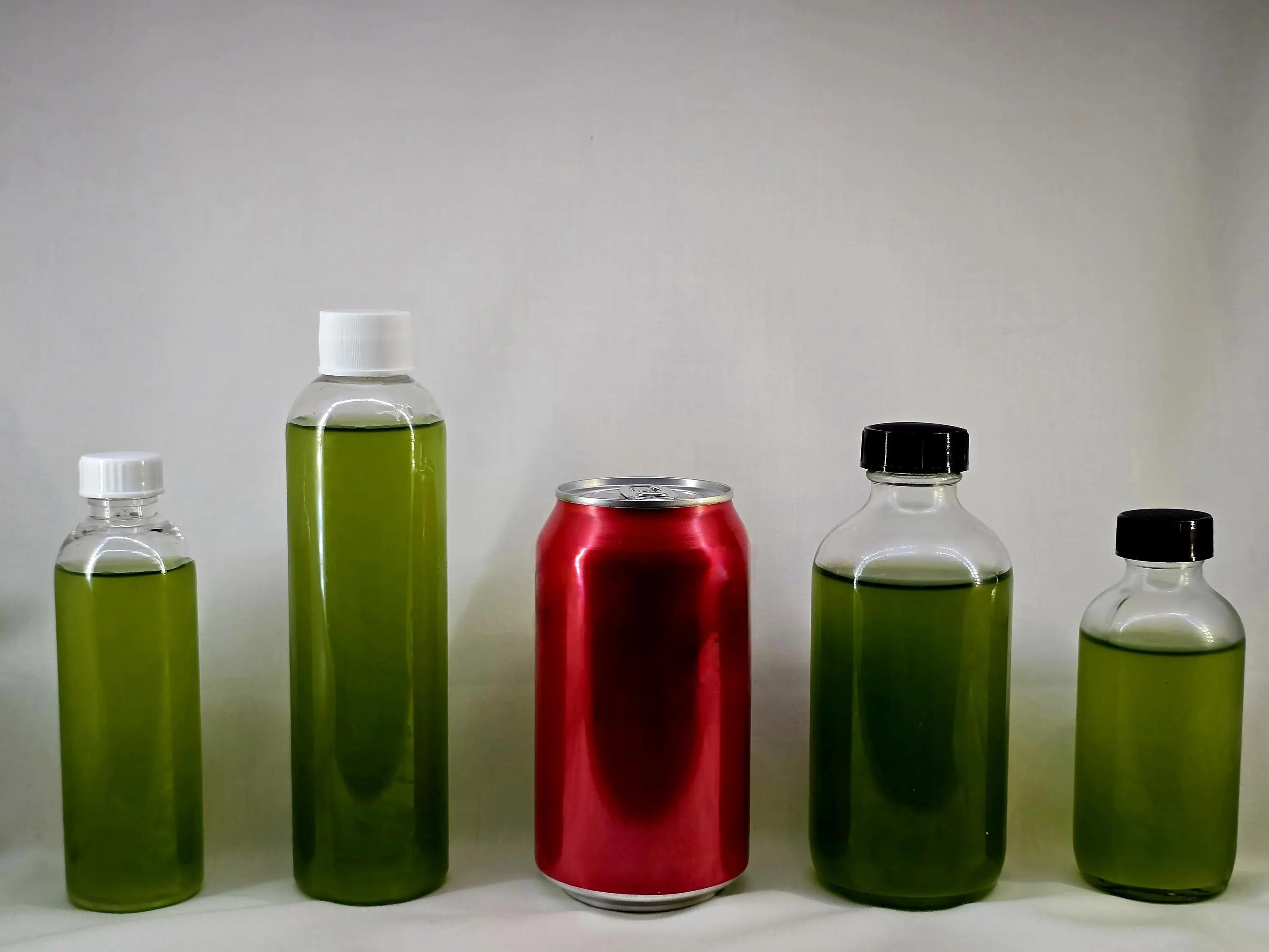 Tetraselmis Phytoplankton – Solar-Farmed Live Marine Microalgae (Freshwater‑Friendly!)