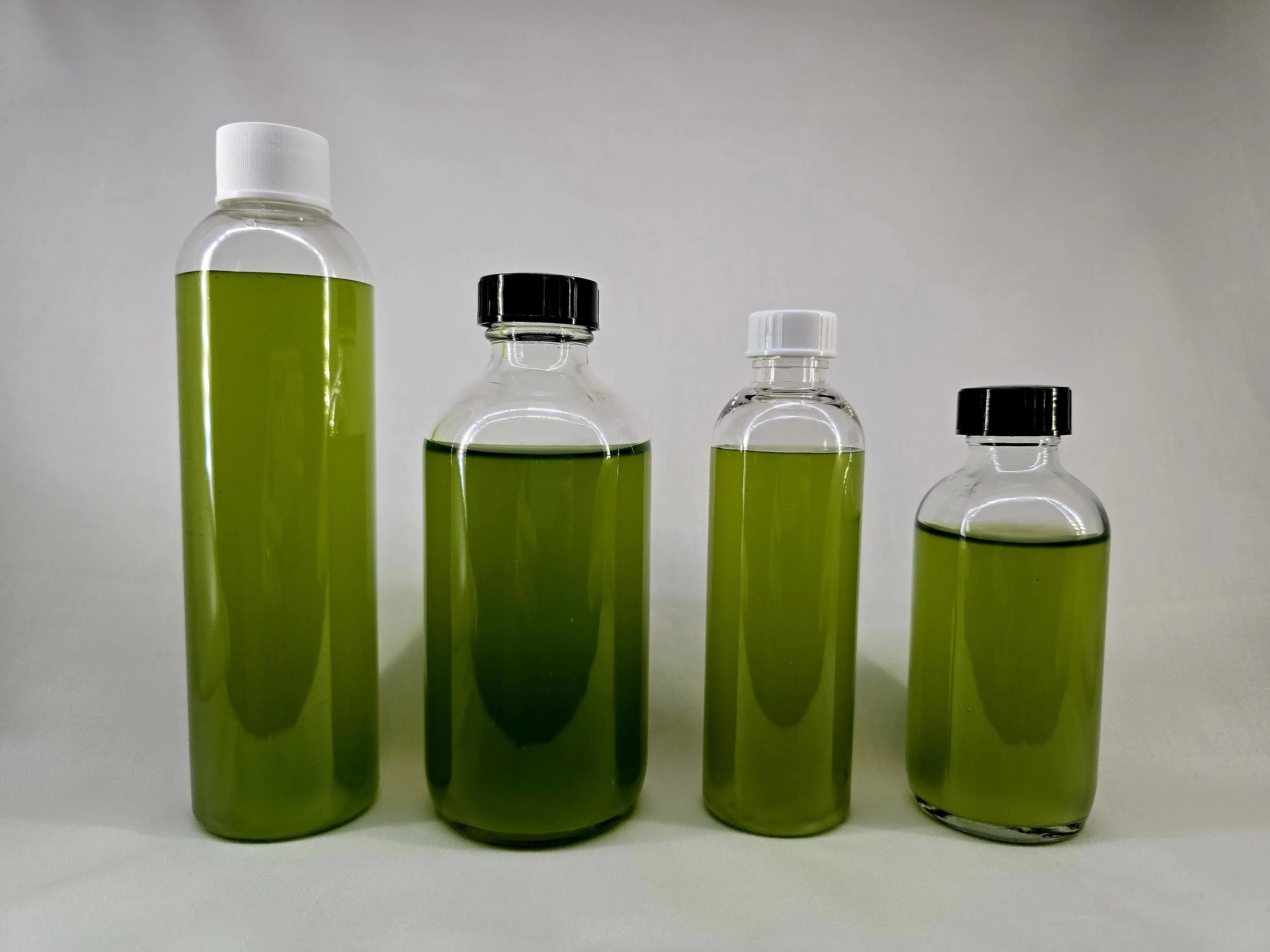Tetraselmis Phytoplankton – Solar-Farmed Live Marine Microalgae (Freshwater‑Friendly!)
