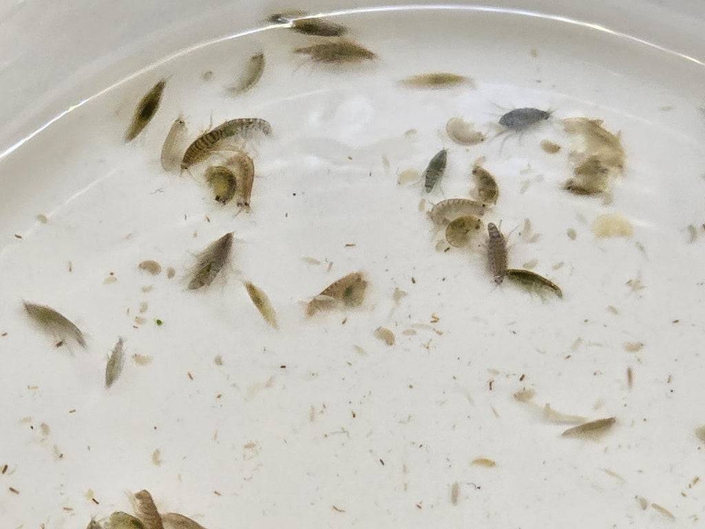 Live Scuds (Gammarus) - Fish Food & Clean Up Crew