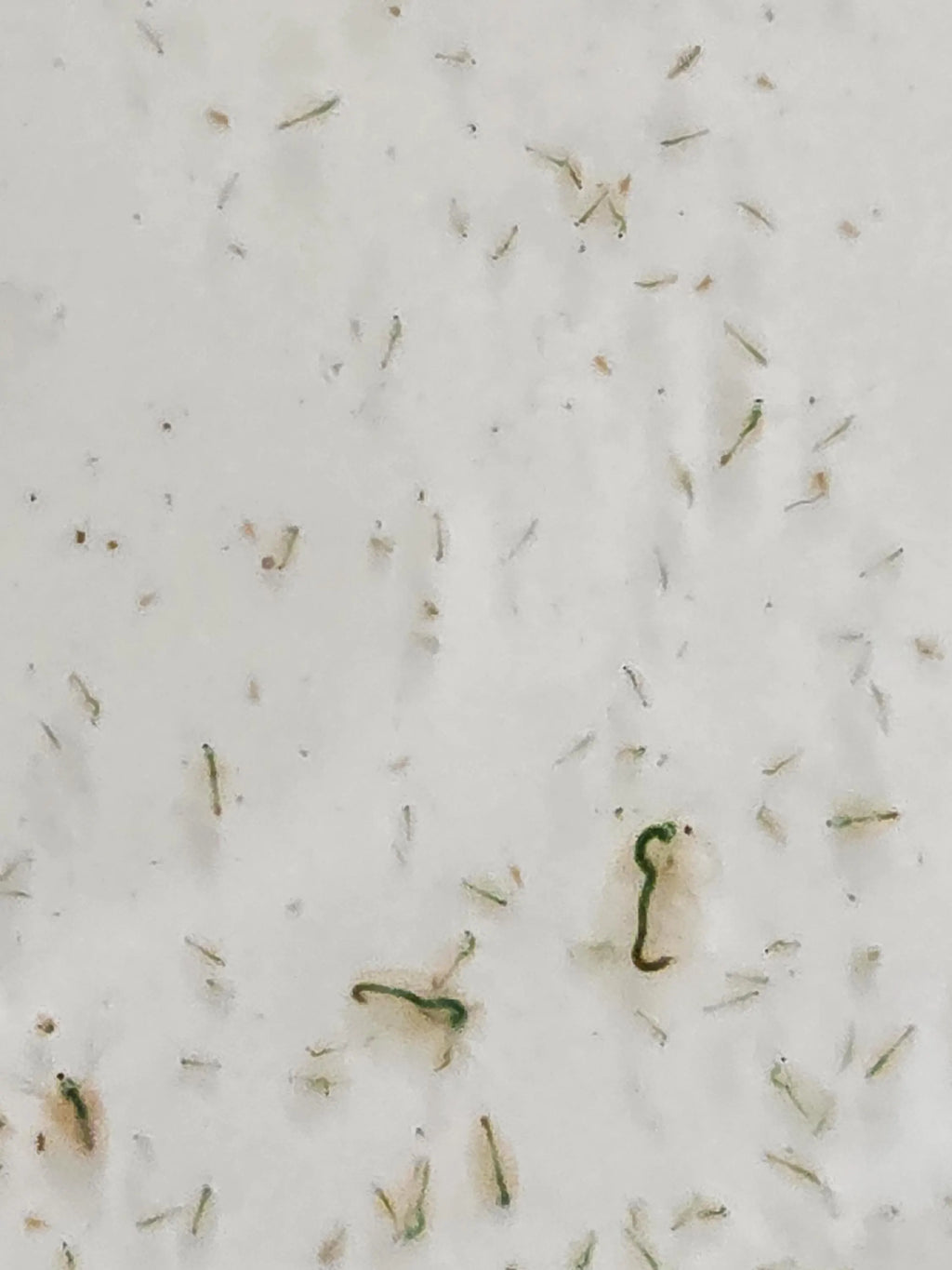 Daphnia – Solar-Farmed Fresh, Active, and Hardy Starter Culture – Fish Food