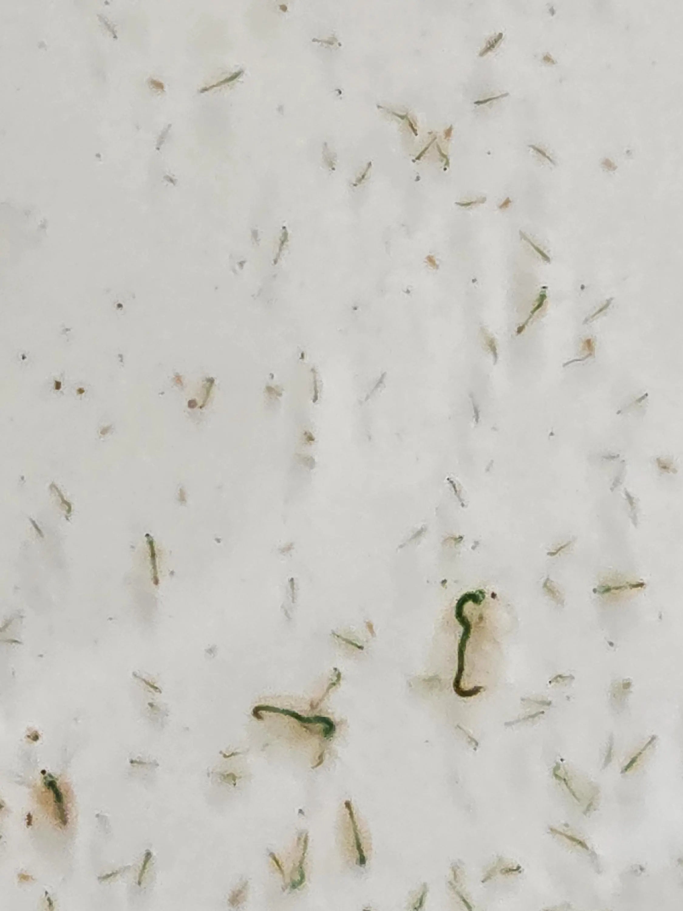 Daphnia – Solar-Farmed Fresh, Active, and Hardy Starter Culture – Fish Food