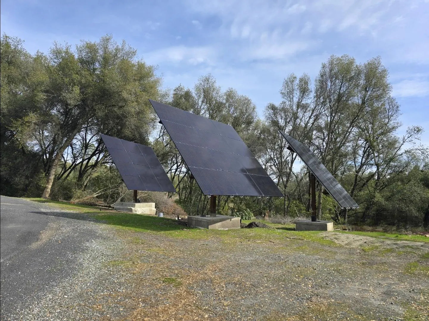 Adult Brine Shrimp Culture – Artemia – Fish Food