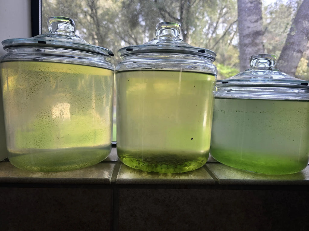 Infusoria – Microscopic First Food for Fry & Shrimp