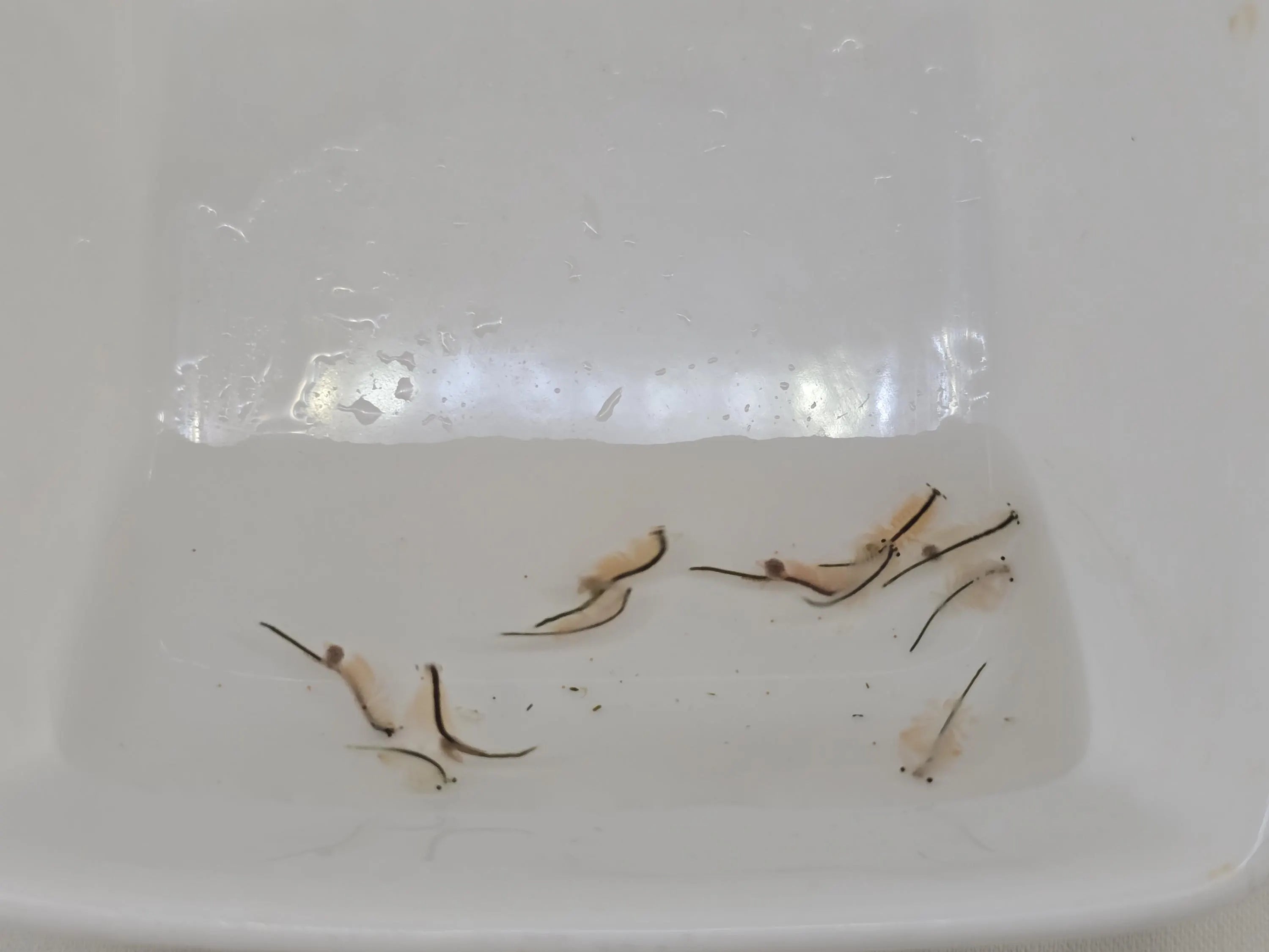 Live Adult Brine Shrimp - Fresh Artemia Fish Food