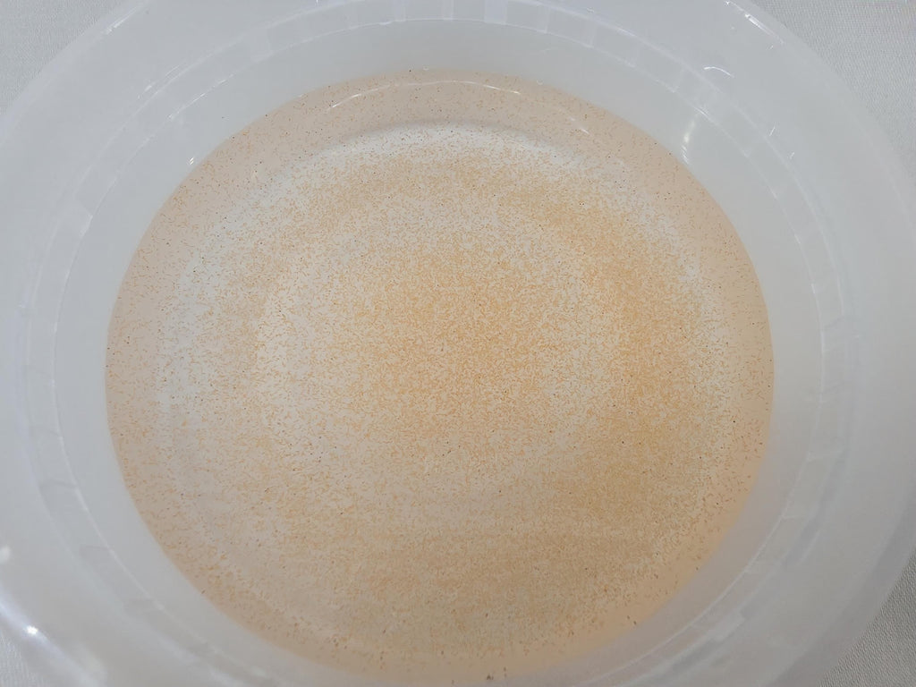 Brine Shrimp Culture– Baby and Juvenile Fry Food, Puffer and Nano Fish