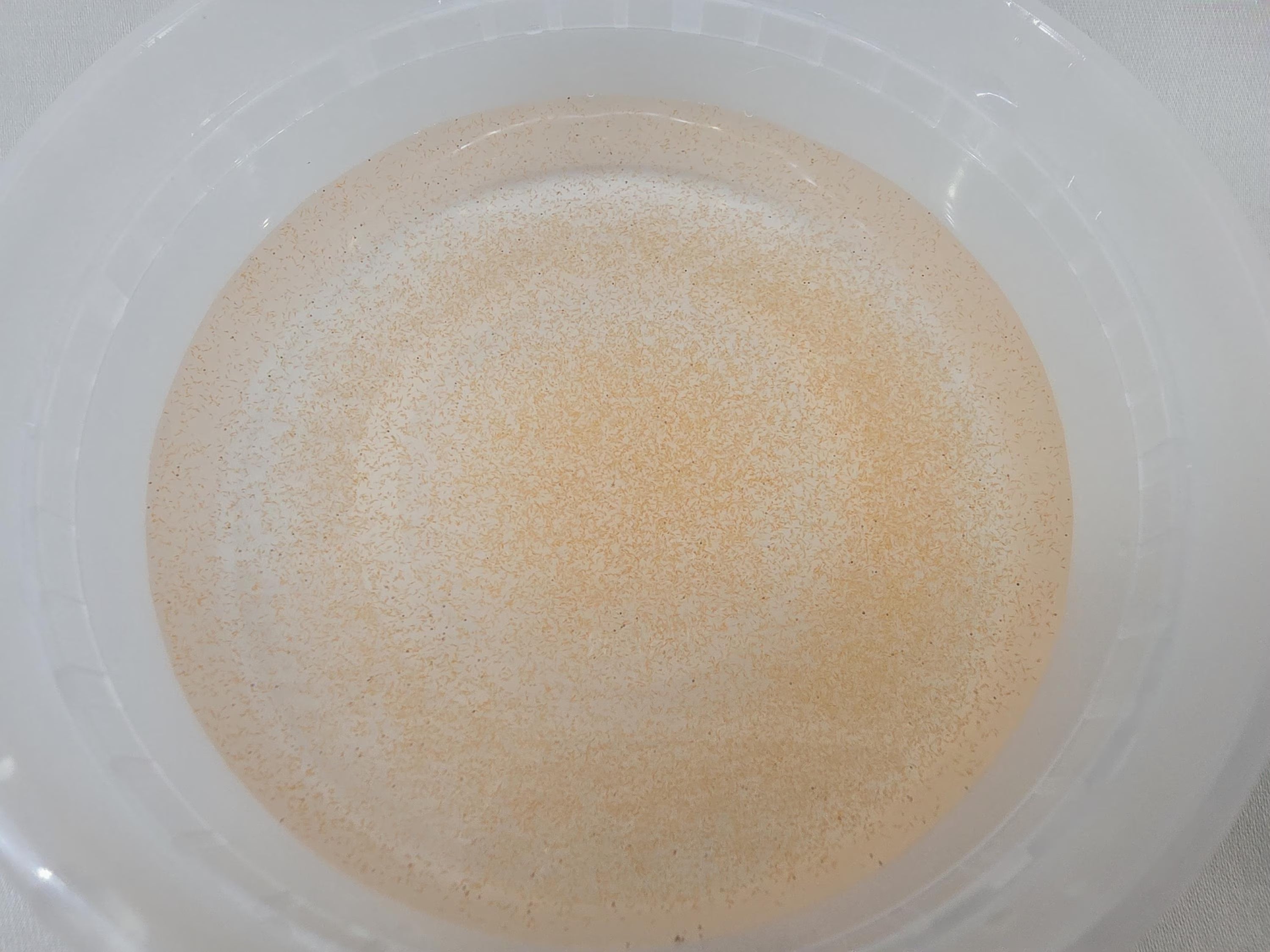 Brine Shrimp Culture– Baby and Juvenile Fry Food, Puffer and Nano Fish