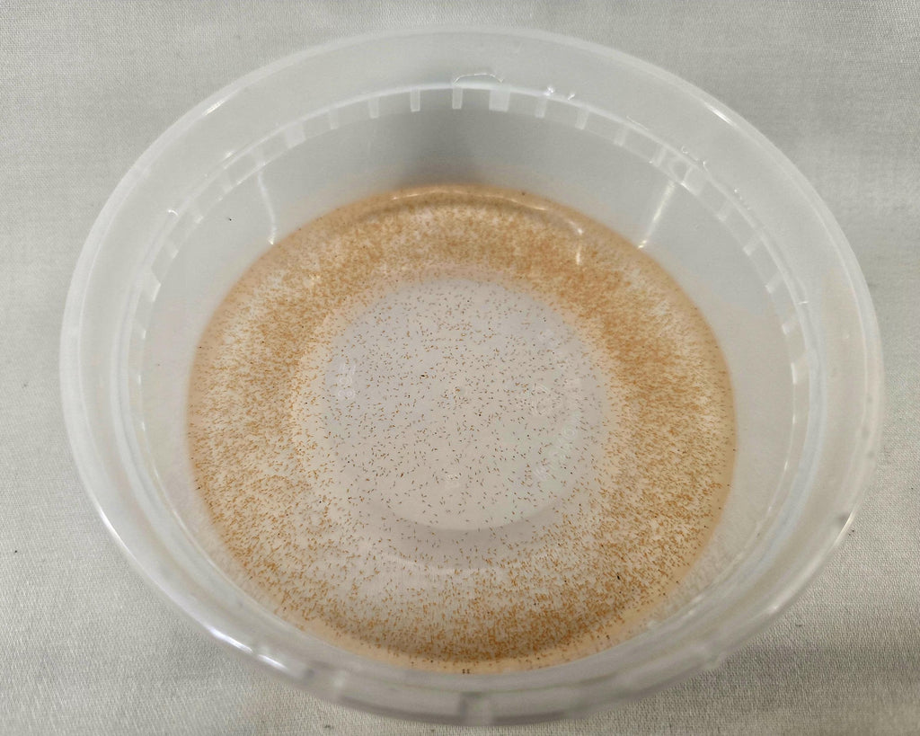 Brine Shrimp Culture– Baby and Juvenile Fry Food, Puffer and Nano Fish