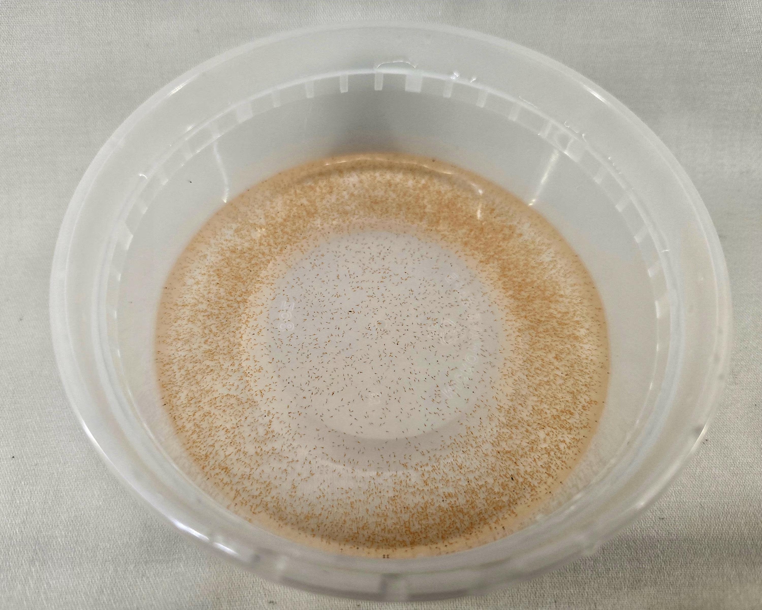 Brine Shrimp Culture– Baby and Juvenile Fry Food, Puffer and Nano Fish