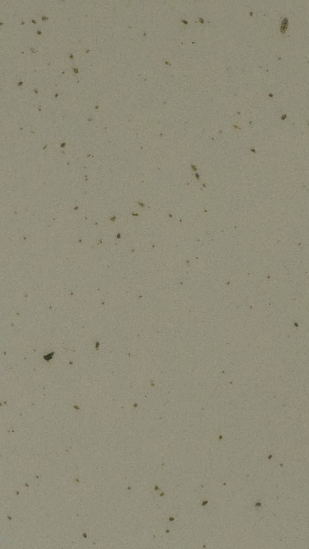 Infusoria – Microscopic First Food for Fry & Shrimp