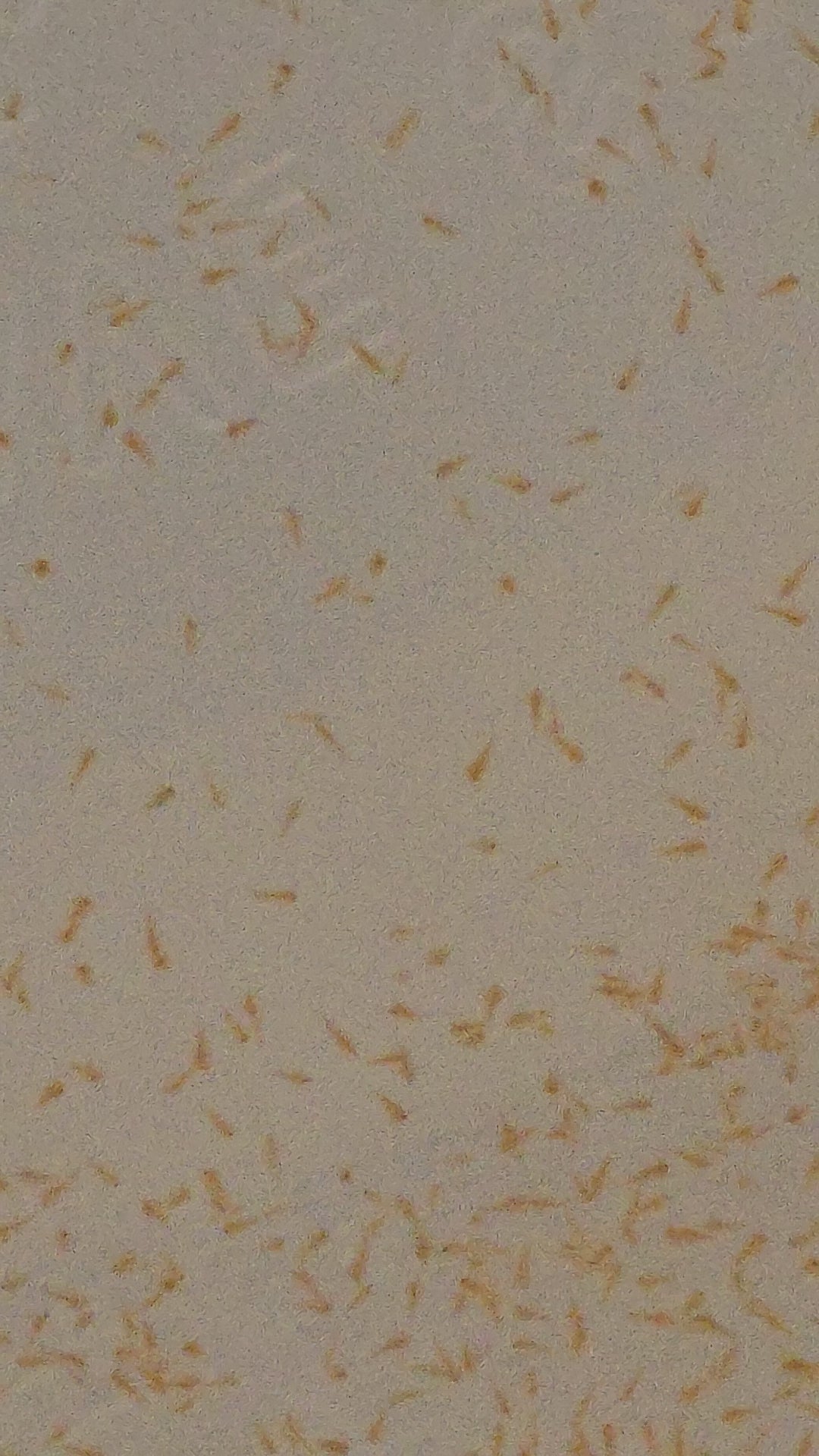 Brine Shrimp Culture– Baby and Juvenile Fry Food, Puffer and Nano Fish