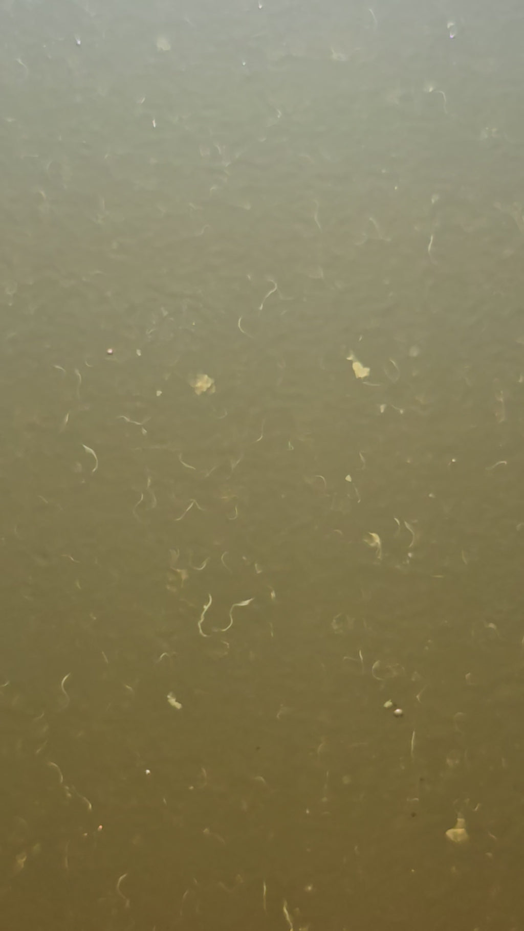 Vinegar Eels • Fry Food • Self‑Sustaining Culture • Small‑Batch & Solar‑Farmed