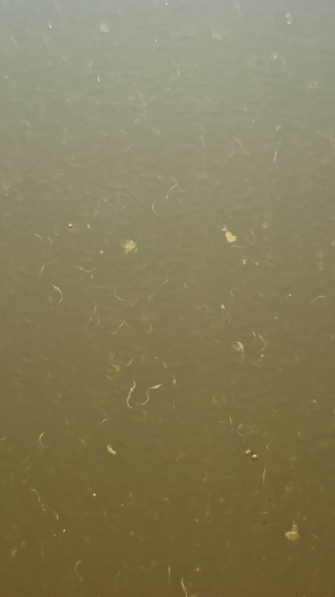 Vinegar Eels • Fry Food • Self‑Sustaining Culture • Small‑Batch & Solar‑Farmed