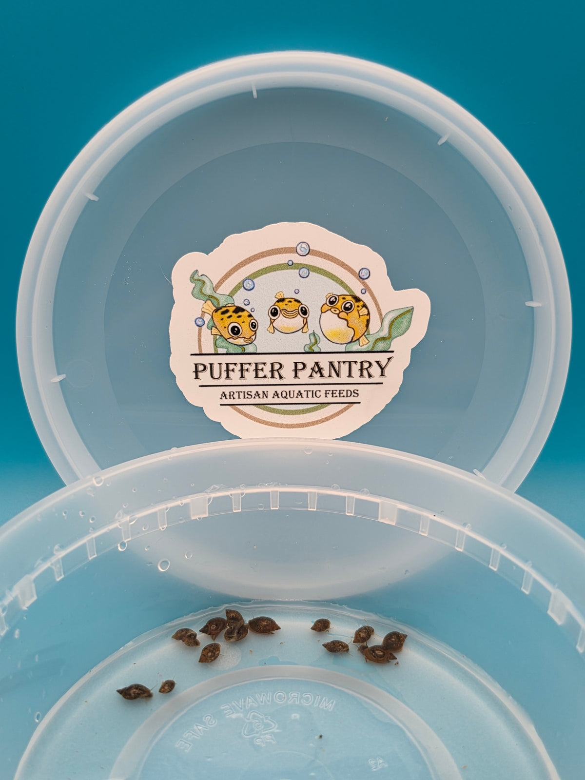 Live Bladder Snails - Pea Puffer Food & Clean Up Crew