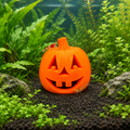 Shrimp perched on the jack-o’-lantern hide in a planted aquarium